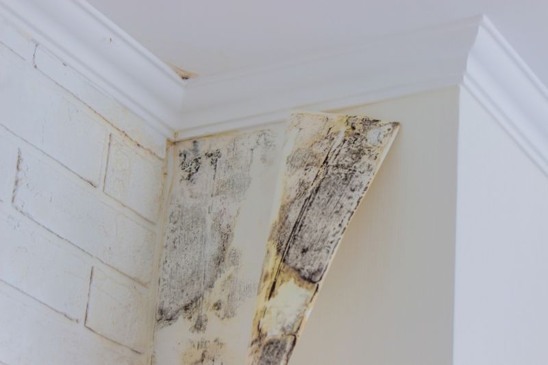Attic Mold Remediation in Broward County, FL