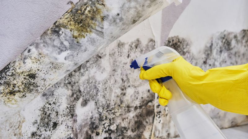 Mold Abatement in Rockwall, TX