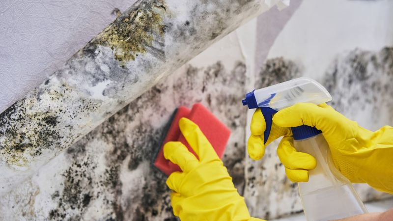 Mold Abatement in Rockwall, TX