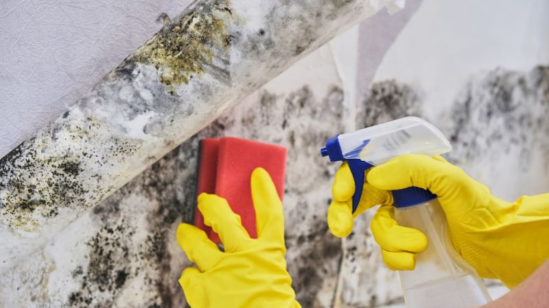 Mold Cleanup Service in Fort Worth, TX