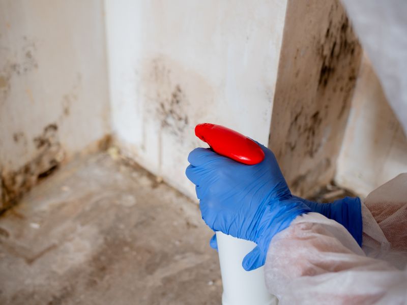Local Mold Remediation Service in Van Alstyne, TX