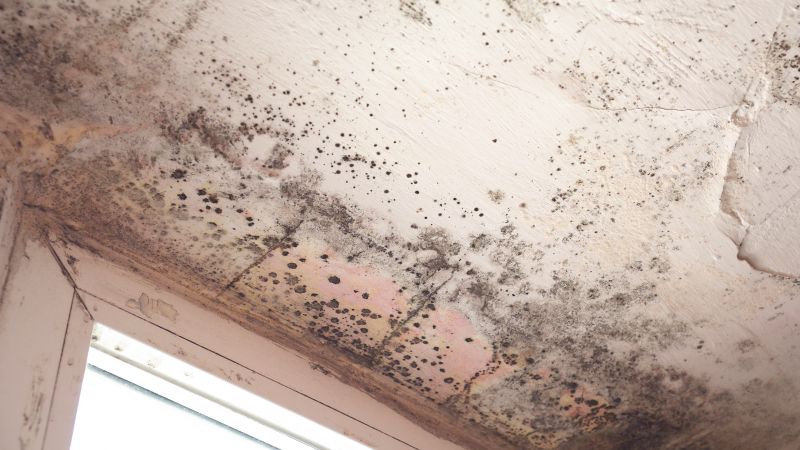 Mold Damage Area