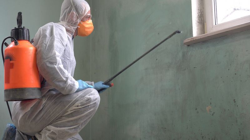 Effective Mold Removal Techniques