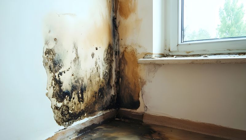 Mold Treatment Service in Broward County, FL