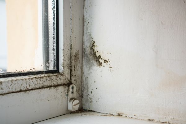 Black Mold Testing Service