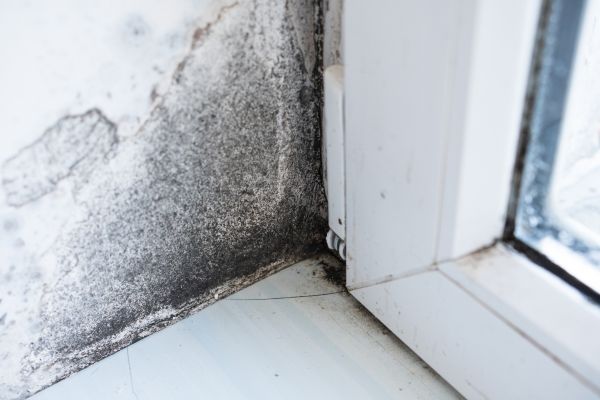 Black Mold Inspection Service