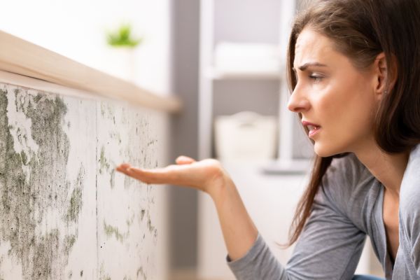 Mold Detection Service