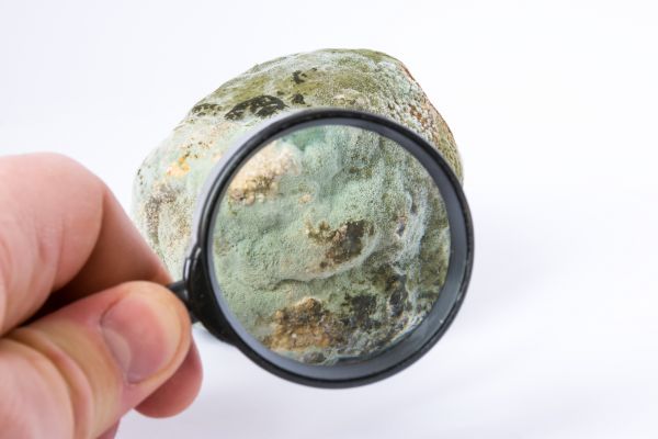 Residential Mold Testing Service
