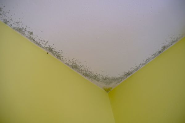 Black Mold Removal Service